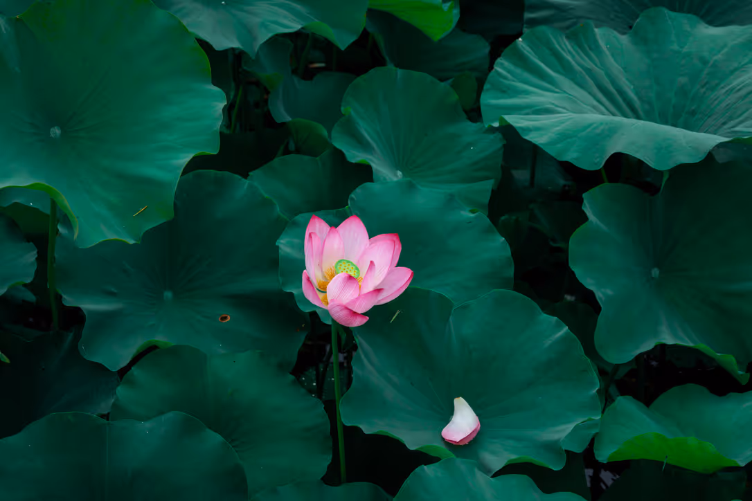 Image from ALL album